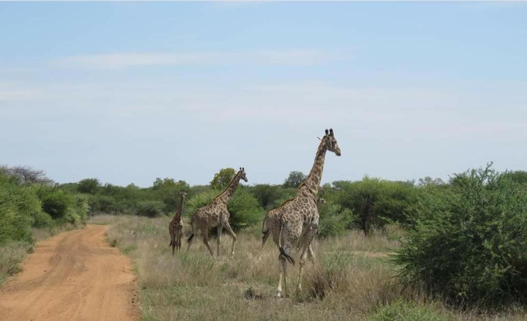 42@ Ditholo Game Lodge Thabazimbi Ngoại thất bức ảnh