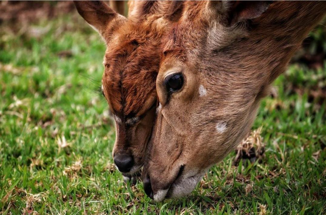 42@ Ditholo Game Lodge Thabazimbi Ngoại thất bức ảnh