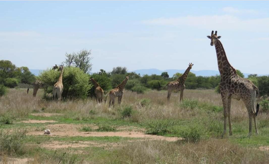 42@ Ditholo Game Lodge Thabazimbi Ngoại thất bức ảnh