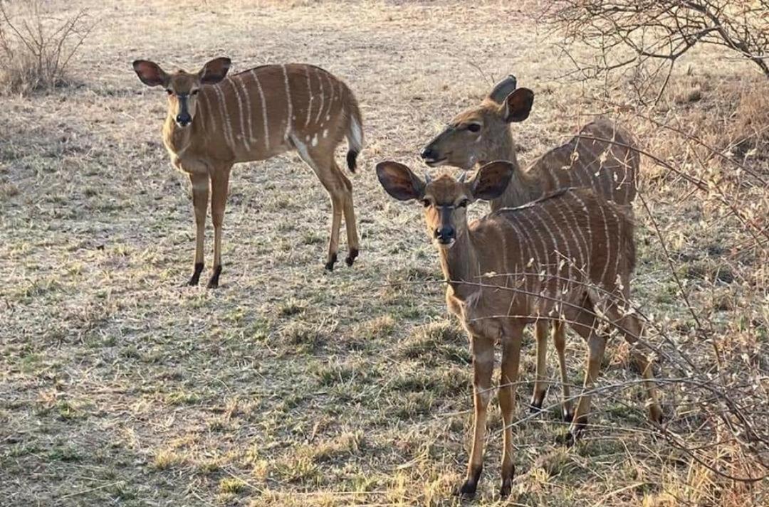 42@ Ditholo Game Lodge Thabazimbi Ngoại thất bức ảnh